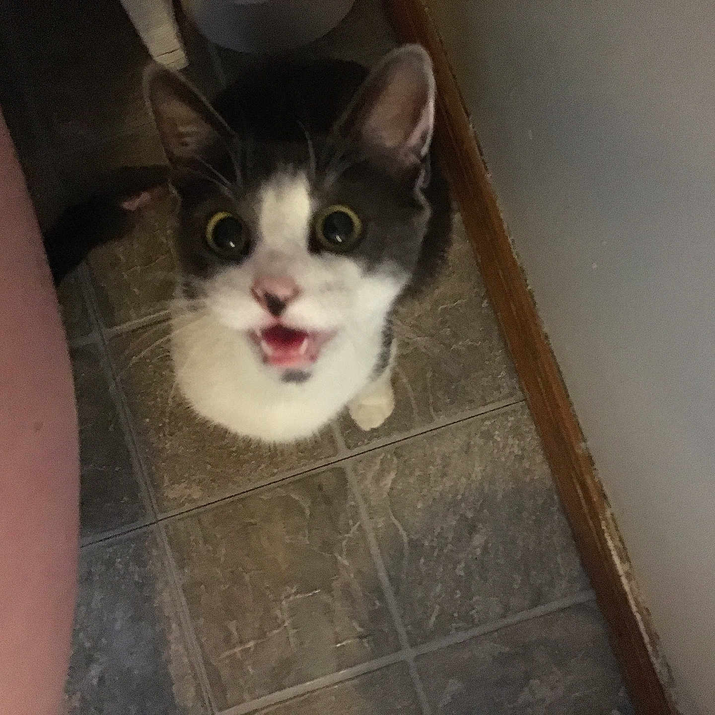 Roscoe Marie joined the competition — help win amazing prizes! abyssinian, accessories, animal, bodypart, cat, face, head, indoors, kitten, manx, mouth, person, pet, selfie, siamese, slate, strap, teeth, tile, tongue