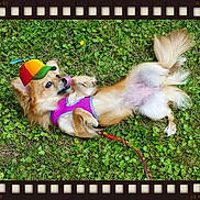 Topanga is registered to the contest to win money with this photo: