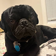 Rolly joined the competition — help win amazing prizes! animal, bed, black_dog, blanket, blind, closeup, collar, cozy, curious, dog, fur, home, indoor, pet, portrait, pug, resting, snout, tag, window