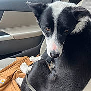 Miles joined the competition — help win amazing prizes! animal, black_and_white, brown, car_seat, closeup, companion, curled_up, dog, ears, fur, indoor, inside_car, jacket, looking_back, nose, pet, rain, seatbelt, white_paws, window