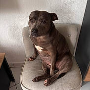 John Fisch participe au concours pour gagner de l'argent avec cette photo : animal, beige, canine, chair, comfort, companion, dog, domestic, floor, fur, household, indoor, paw, pet, quiet, relaxed, resting, sitting, tile, wall