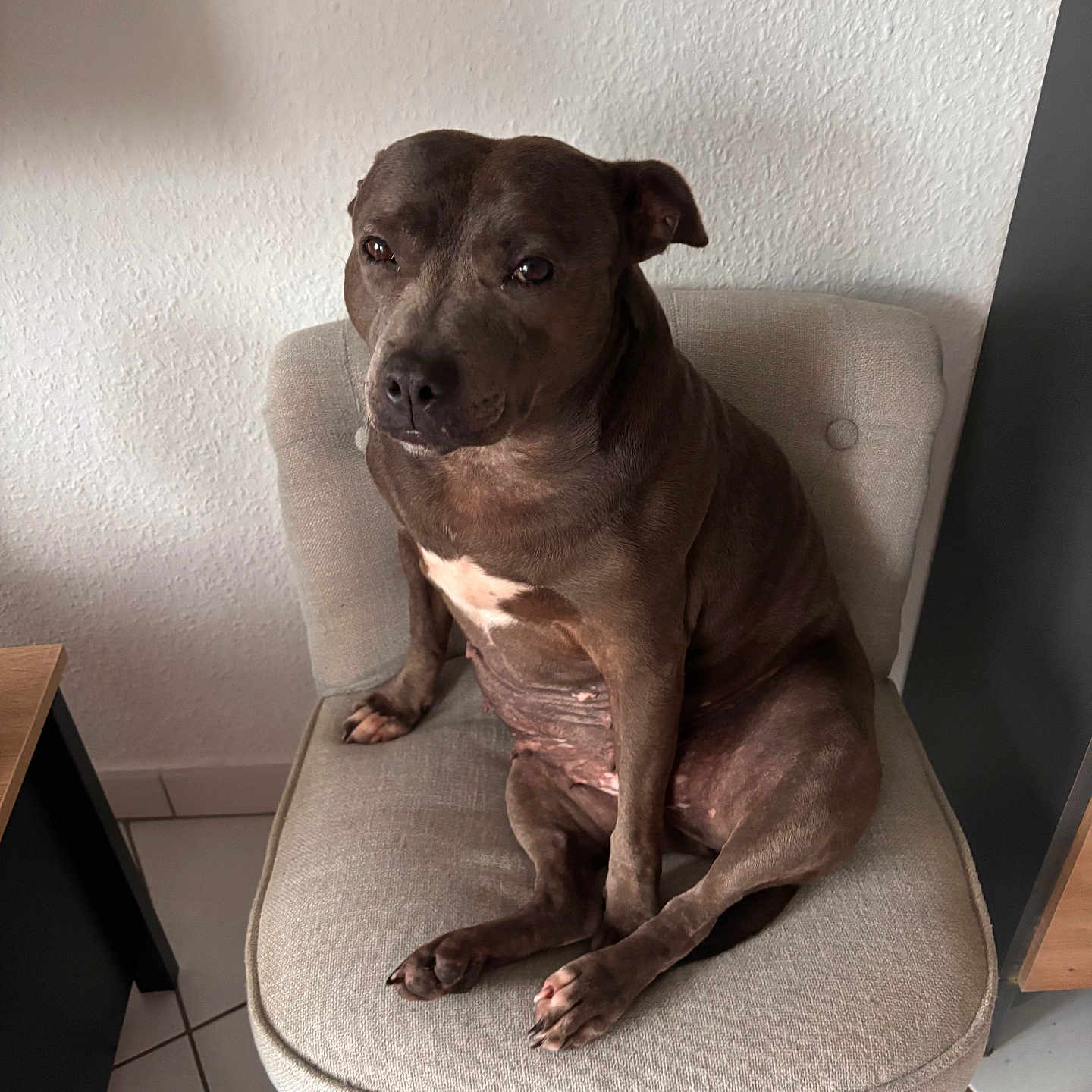 John Fisch participe au concours pour gagner de l'argent avec cette photo : animal, beige, canine, chair, comfort, companion, dog, domestic, floor, fur, household, indoor, paw, pet, quiet, relaxed, resting, sitting, tile, wall