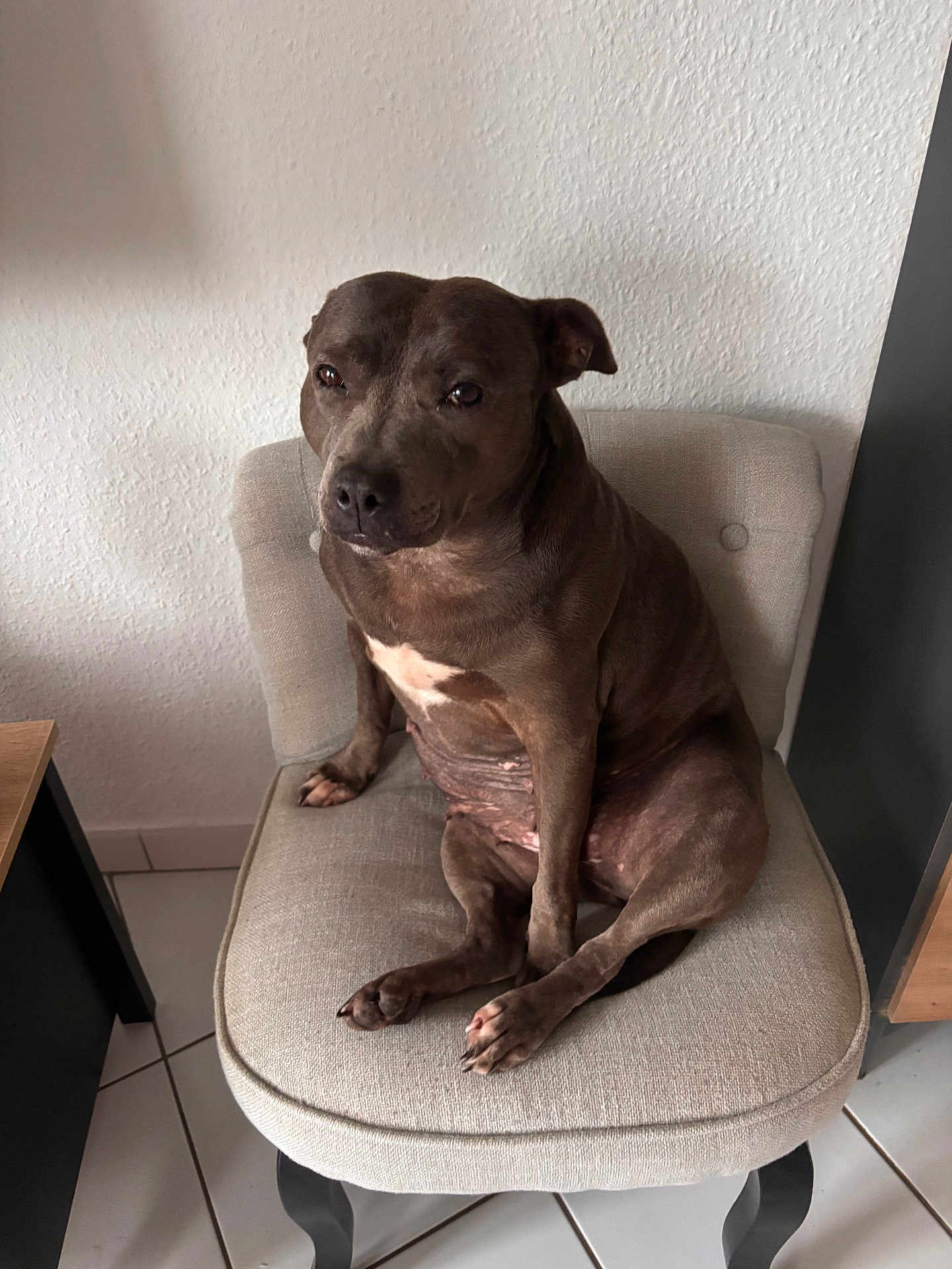 John Fisch participe au concours pour gagner de l'argent avec cette photo : animal, beige, canine, chair, comfort, companion, dog, domestic, floor, fur, household, indoor, paw, pet, quiet, relaxed, resting, sitting, tile, wall