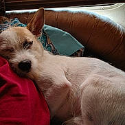 Punk is registered to the contest to win money with this photo: blanket, brown, closeup, comfort, couch, cozy, dog, ear, fur, home, indoor, nap, pet, pillow, relaxing, resting, sleeping, snout, white, window