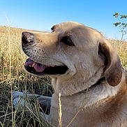 Koko is registered to the contest to win money with this photo: animal, canine, closeup, daylight, dog, field, fur, grass, happy, leash, mammal, nature, outdoor, pet, playful, sky, smile, sunny, tongue, two_dogs