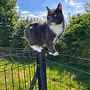Pippin a rejoint le concours — aidez-le/la à gagner de superbes lots ! cat, gray_cat, white_paws, fence, fence_post, outdoor, daylight, blue_sky, greenery, grass, trees, sunny, pet, animal, whiskers, ears, alert, nature, balance, curious