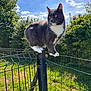 cat, gray_cat, white_paws, fence, fence_post, outdoor, daylight, blue_sky, greenery, grass, trees, sunny, pet, animal, whiskers, ears, alert, nature, balance, curious