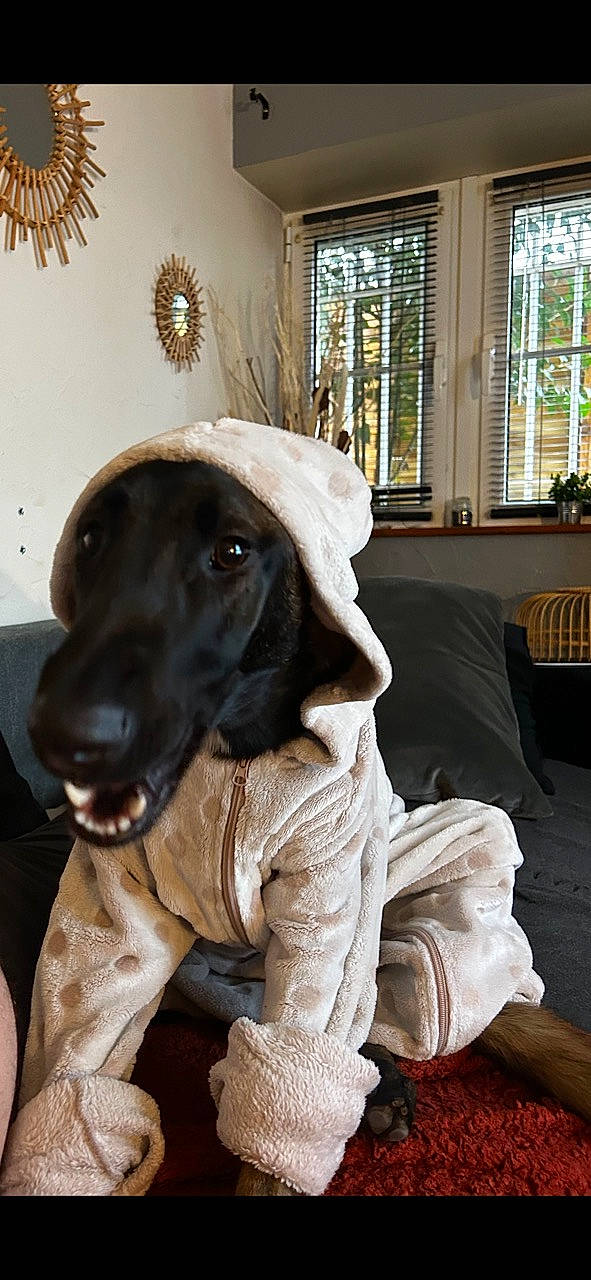 Lilou a rejoint le concours — aidez-le/la à gagner de superbes lots ! canidae, carnivore, chair, companion_dog, dog, dog_breed, dog_collar, fawn, flooring, fur, gun_dog, houseplant, liver, plant, retriever, snout, sporting_group, window, wood, working_animal