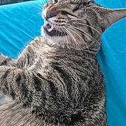 Soda joined the competition — help win amazing prizes! animal, blue_background, cat, close_up, cute, domestic_cat, ears, feline, funny_expression, fur, indoor, laying, mouth_open, pet, relaxed, sleepy, striped, tabby, teeth, whiskers