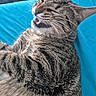animal, blue_background, cat, close_up, cute, domestic_cat, ears, feline, funny_expression, fur, indoor, laying, mouth_open, pet, relaxed, sleepy, striped, tabby, teeth, whiskers