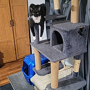 Shadow is registered to the contest to win money with this photo: cat, tuxedo_cat, cat_tree, scratching_post, cabinet, curtain, litter_box, pet_bed, hardwood_floor, floor_mat, indoor, black_and_white, hanging_toy, whiskers, yellow_eyes, paws, vertical_composition, home_interior, scratched_fabric, pet_bowl