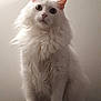 cat, white_cat, fluffy, long_hair, pet, animal, indoor, sitting, curious, ears, wide_eyes, feline, portrait, looking_up, fur, whiskers, cute, domestic_cat, alone, wall