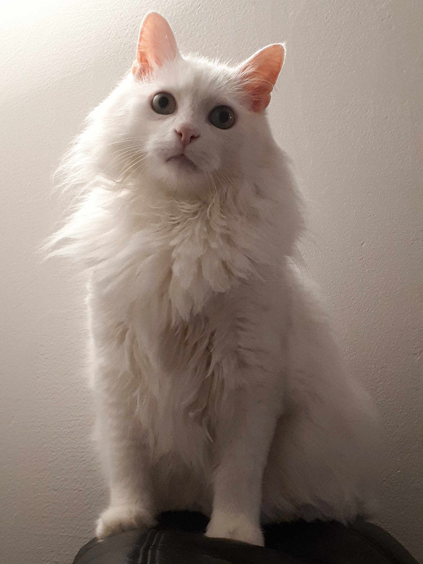 Merlin participe au concours pour gagner de l'argent avec cette photo : cat, white_cat, fluffy, long_hair, pet, animal, indoor, sitting, curious, ears, wide_eyes, feline, portrait, looking_up, fur, whiskers, cute, domestic_cat, alone, wall