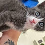 Sky participe au concours pour gagner de l'argent avec cette photo : kitten, gray_cat, white_cat, blue_eyes, tattoo, arm, indoor, pet, animal, curious, close_up, whiskers, fur, plant, shelf, minimalist, home, cute, portrait, looking