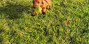 Moka participe au concours pour gagner de l'argent avec cette photo : puppy, dog, grass, field, outdoor, playful, brown, pet, running, nature, sunlight, summer, animal, young, grass_clump, greenery, happy, small_dog, cute, daytime