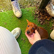 Moka participe au concours pour gagner de l'argent avec cette photo : puppy, dog, hand, grass, sneakers, person, outdoor, brown_dog, pet, footwear, casual, playing, cute, animal, small_dog, fur, resting, touch, nature, friendly