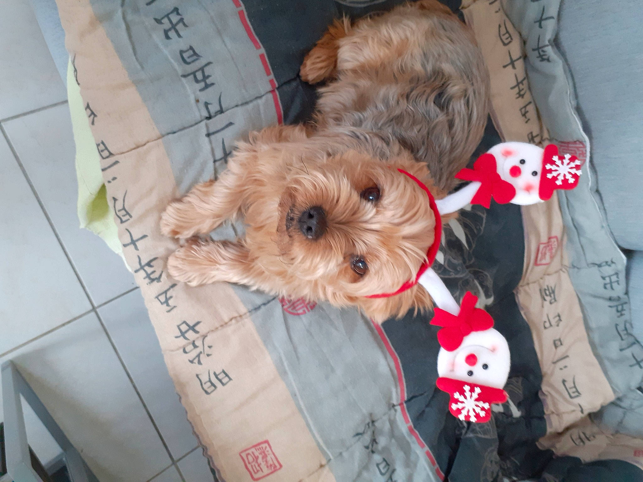 Gribouille a rejoint le concours — aidez-le/la à gagner de superbes lots ! canidae, carnivore, companion_dog, dog_breed, dog_clothes, dog_supply, event, fawn, fur, pet_supply, puppy, small_terrier, snout, sporting_group, stuffed_toy, teddy_bear, terrier, toy, toy_dog, working_animal