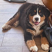 Ziva a rejoint le concours — aidez-le/la à gagner de superbes lots ! animal, bernese_mountain_dog, black_fur, brown_fur, cozy, cute, dog, floor, furry, happy, indoor, leather_couch, lying_down, pet, puppy, relaxed, slippers, smiling, white_fur, wooden_floor