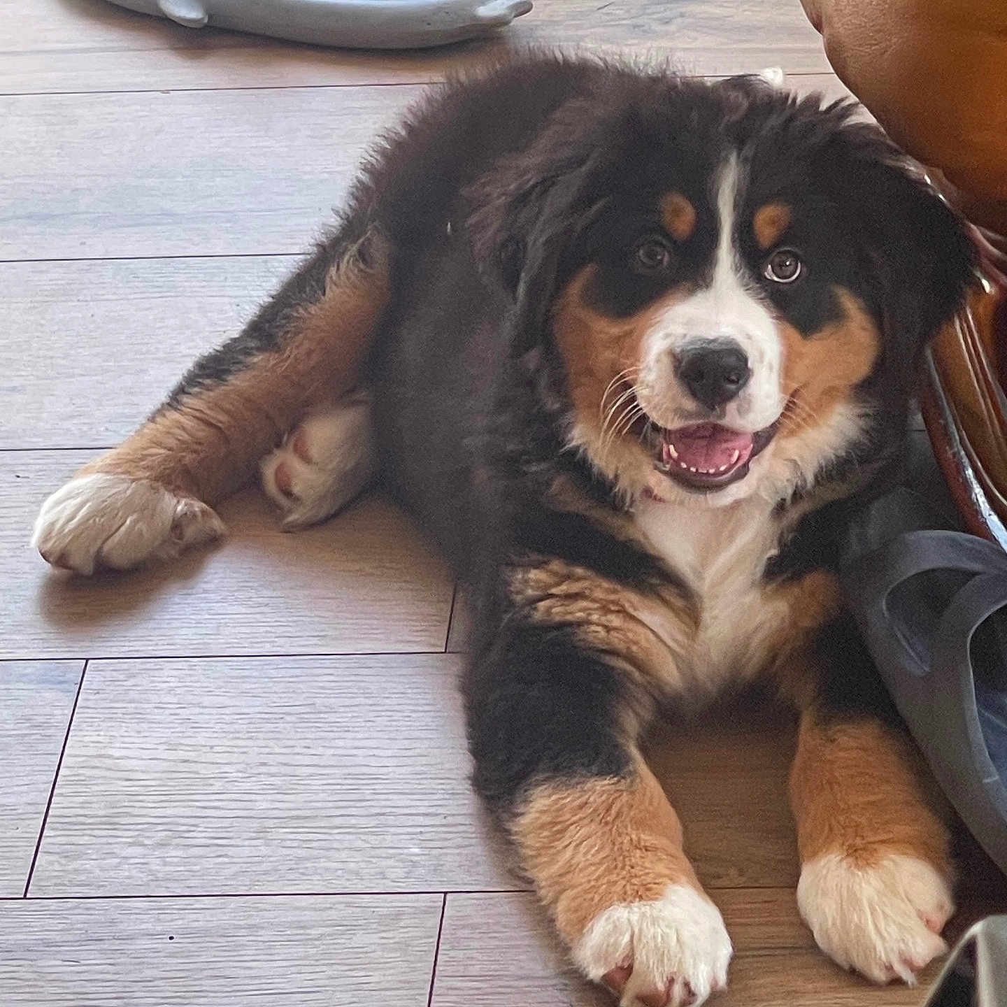 Ziva a rejoint le concours — aidez-le/la à gagner de superbes lots ! animal, bernese_mountain_dog, black_fur, brown_fur, cozy, cute, dog, floor, furry, happy, indoor, leather_couch, lying_down, pet, puppy, relaxed, slippers, smiling, white_fur, wooden_floor