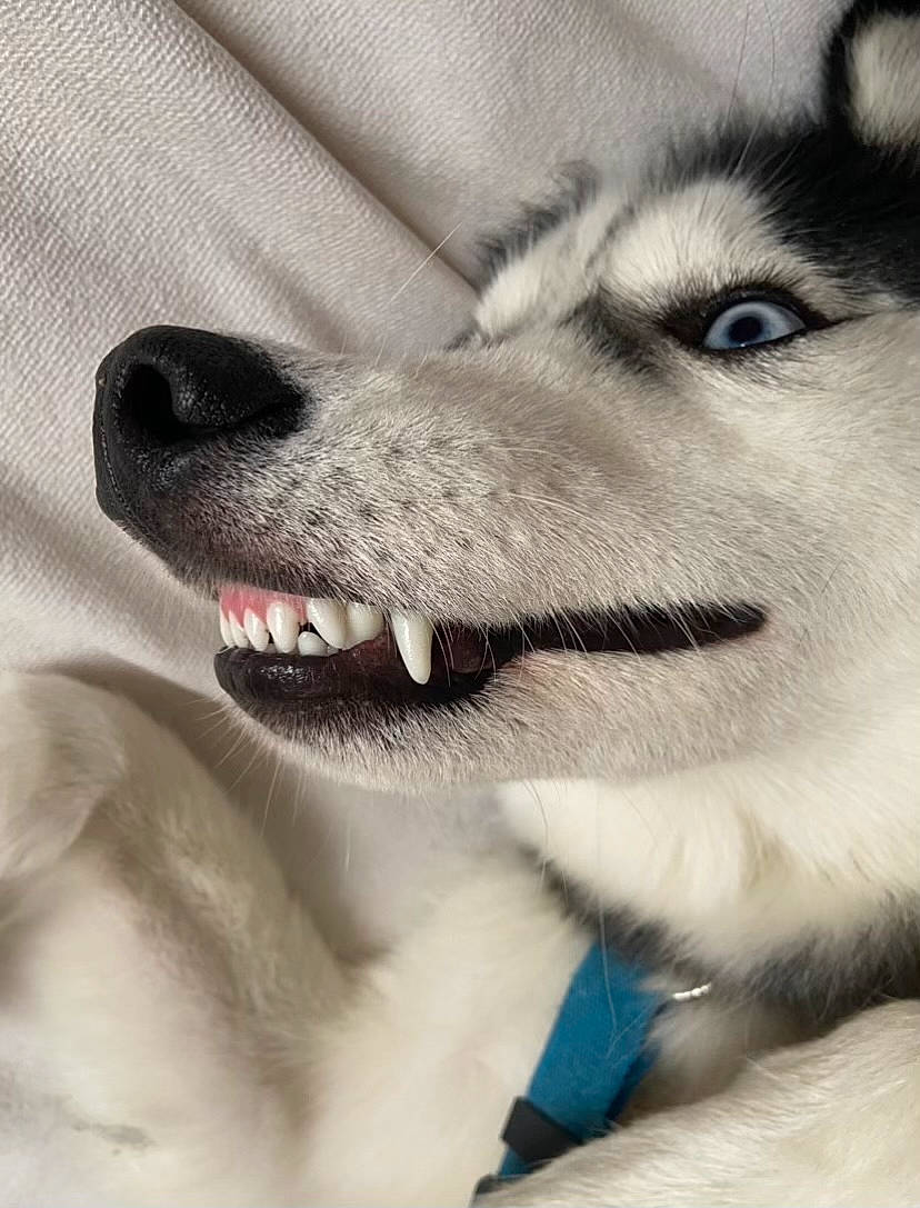 Sacha participe au concours pour gagner de l'argent avec cette photo : art, canidae, carnivore, companion_dog, dog, dog_breed, fang, foot, fur, grey, jaw, paw, siberian_husky, sled_dog, snout, sporting_group, terrestrial_animal, whiskers, whiteboard, wolf