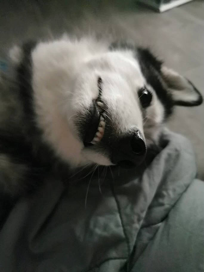 Sacha participe au concours pour gagner de l'argent avec cette photo : canidae, carnivore, claw, cloud, comfort, companion_dog, dog, dog_breed, eyelash, fawn, felidae, fur, grey, monochrome, monochrome_photography, paw, small_to_medium_sized_cats, snout, sporting_group, whiskers