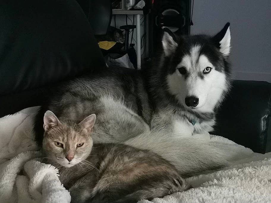 Sacha a rejoint le concours — aidez-le/la à gagner de superbes lots ! ancient_dog_breeds, carnivore, cat, comfort, dog, dog_breed, domestic_short_haired_cat, felidae, fur, grey, monochrome_photography, nap, paw, sitting, sled_dog, small_to_medium_sized_cats, tail, whiskers, wildlife, working_dog