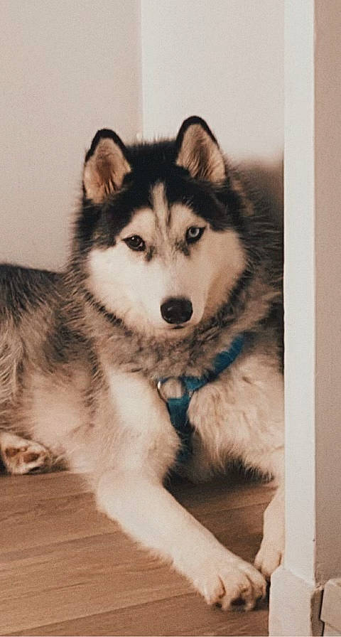 Sacha a rejoint le concours — aidez-le/la à gagner de superbes lots ! ancient_dog_breeds, art, canidae, canis, carnivore, companion_dog, dog, dog_breed, fur, non_sporting_group, siberian_husky, sled_dog, snout, sporting_group, terrestrial_animal, whiskers, working_animal, working_dog