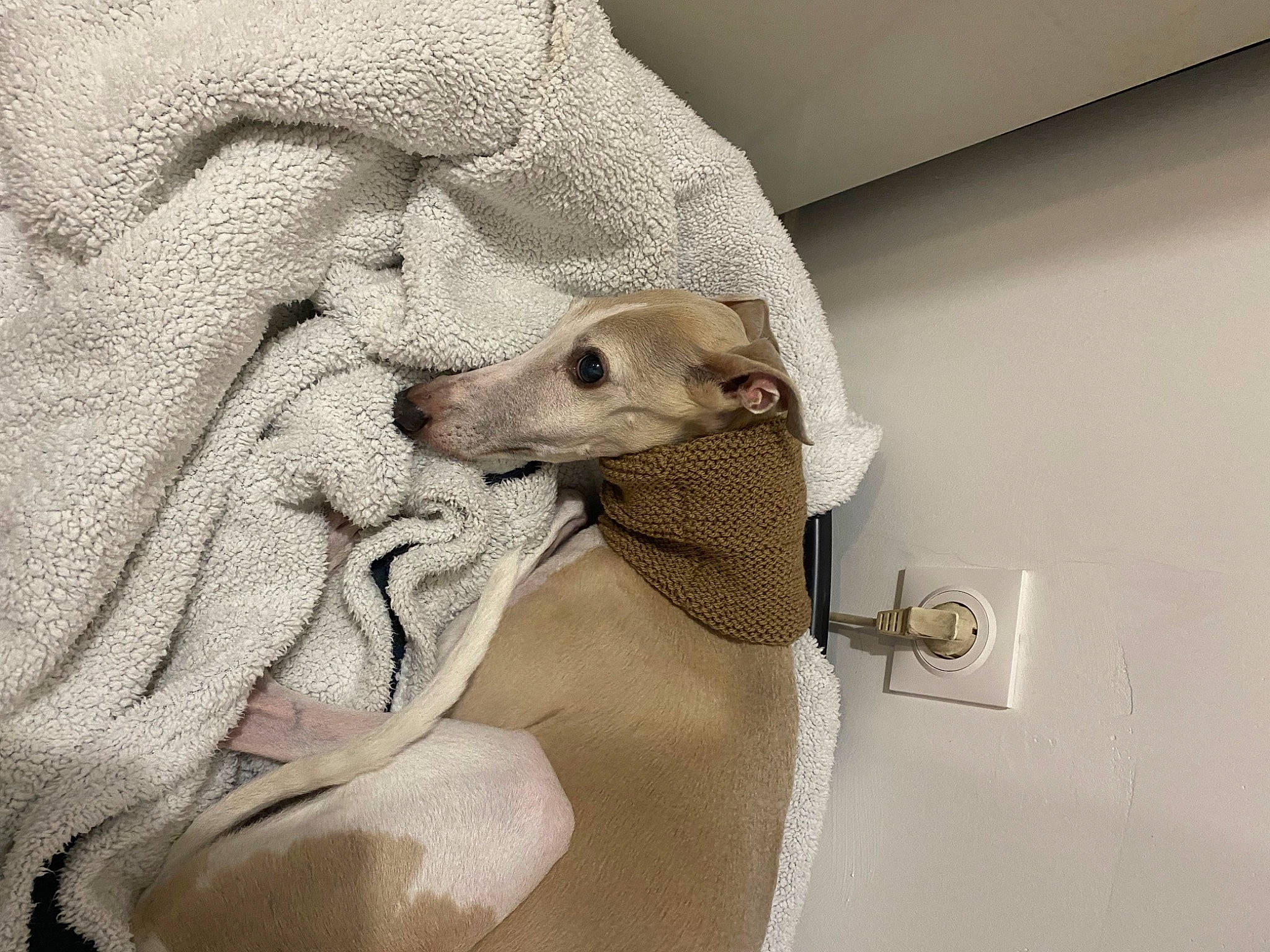 Edy participe au concours pour gagner de l'argent avec cette photo : art, bedding, canidae, comfort, fawn, felidae, fur, grey, jaw, linens, pattern, paw, sleeve, small_to_medium_sized_cats, snout, sporting_group, stuffed_toy, visual_arts, whiskers, wrinkle