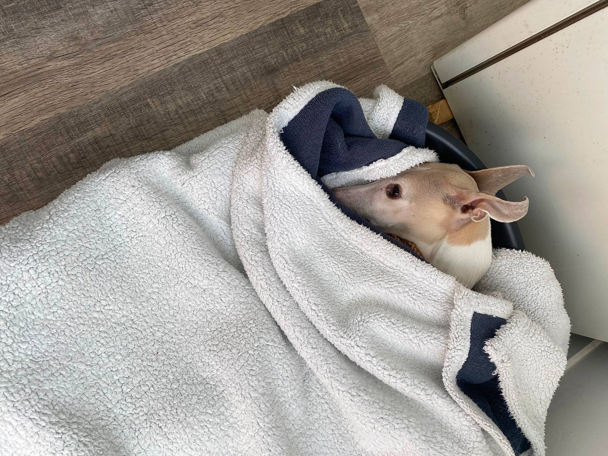 Edy participe au concours pour gagner de l'argent avec cette photo : baby_toddler_clothing, bed_sheet, bedding, blanket, button, carnivore, collar, comfort, dress_shirt, felidae, fur, grey, linens, pattern, sleeve, small_to_medium_sized_cats, sportswear, t_shirt, whiskers, wood