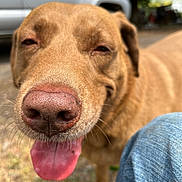 Maxwell joined the competition — help win amazing prizes! animal, brown_fur, canine, car, close_up, daylight, dog, friendly, fur, grass, happy, jeans, mammal, nature, nose, outdoor, person_knee, pet, smiling, tongue_out