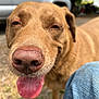 animal, brown_fur, canine, car, close_up, daylight, dog, friendly, fur, grass, happy, jeans, mammal, nature, nose, outdoor, person_knee, pet, smiling, tongue_out
