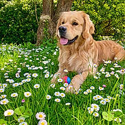 Sun a rejoint le concours — aidez-le/la à gagner de superbes lots ! dog, golden_retriever, grass, flowers, daisies, tree, greenery, outdoor, pet, animal, nature, tongue_out, playful, sunlight, leaf, garden, summer, happy, resting, toy