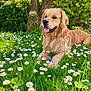 dog, golden_retriever, grass, flowers, daisies, tree, greenery, outdoor, pet, animal, nature, tongue_out, playful, sunlight, leaf, garden, summer, happy, resting, toy