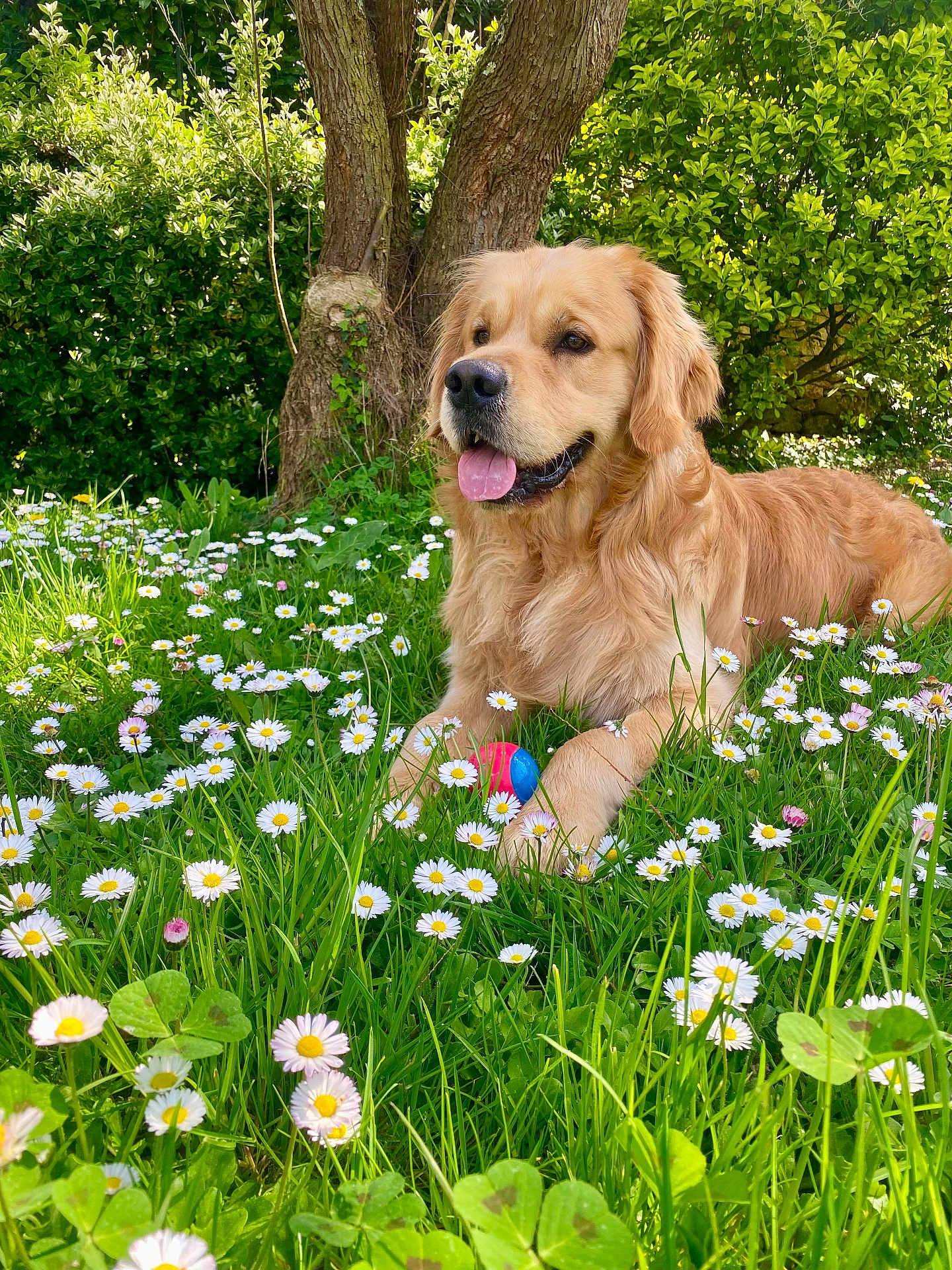 Sun a rejoint le concours — aidez-le/la à gagner de superbes lots ! dog, golden_retriever, grass, flowers, daisies, tree, greenery, outdoor, pet, animal, nature, tongue_out, playful, sunlight, leaf, garden, summer, happy, resting, toy