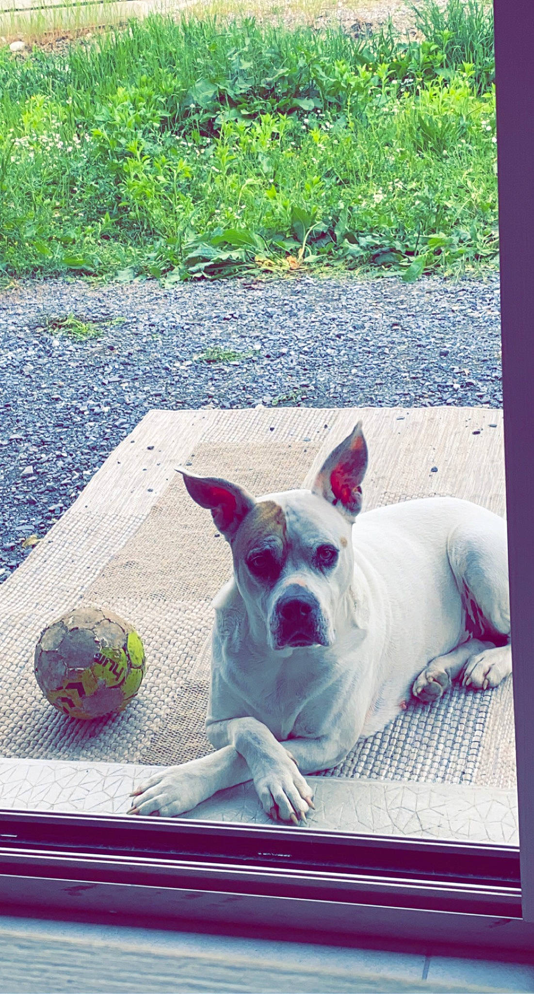 Iona participe au concours pour gagner de l'argent avec cette photo : canidae, carmine, carnivore, collar, comfort, companion_dog, dog, dog_breed, dog_supply, fawn, grass, line, magenta, plant, rectangle, snout, sporting_group, terrestrial_animal, toy_dog, working_animal