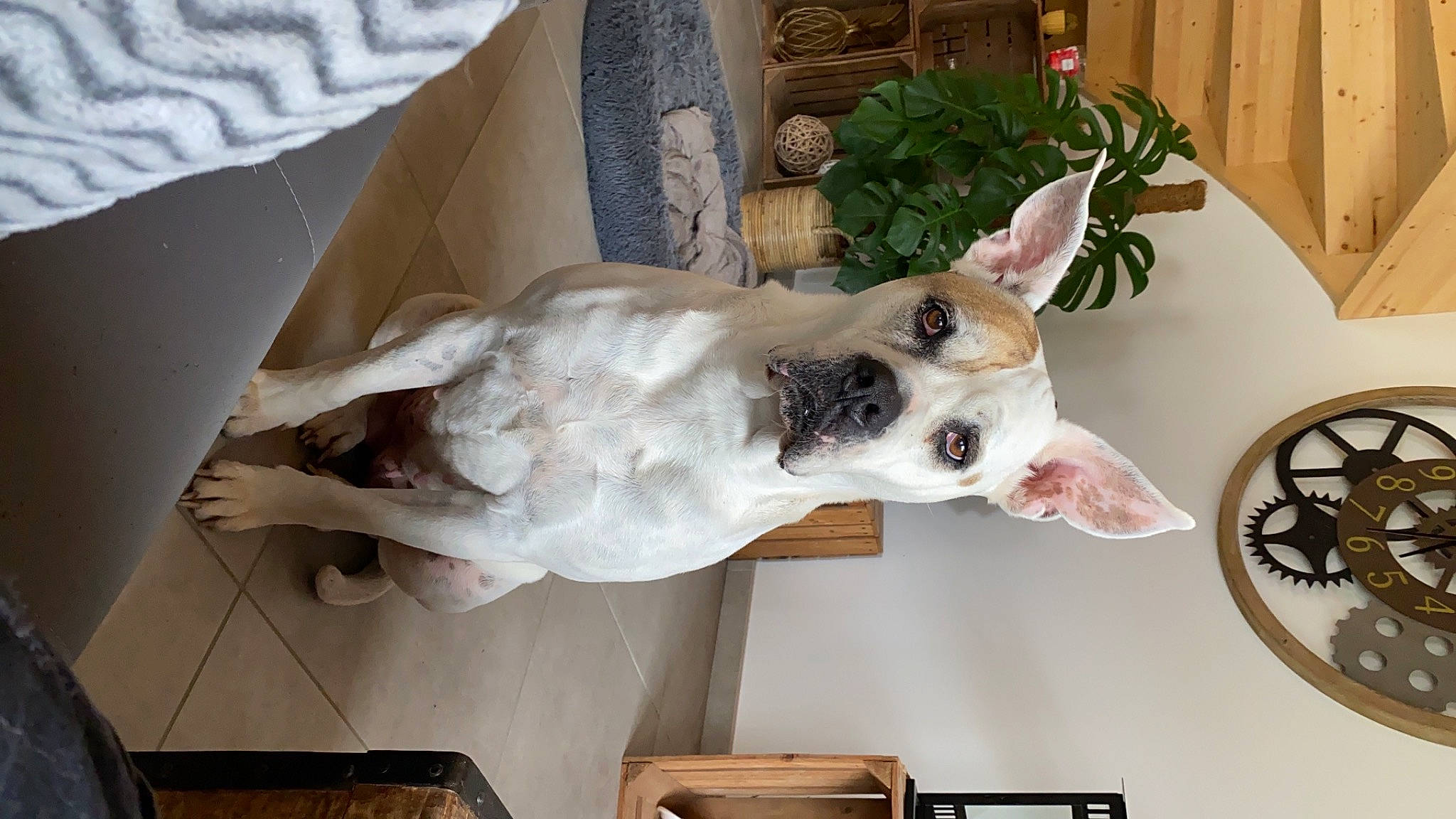 Iona participe au concours pour gagner de l'argent avec cette photo : canidae, carnivore, collar, companion_dog, dog, dog_breed, ear, fawn, felidae, fur, jaw, paw, plant, room, small_to_medium_sized_cats, snout, sporting_group, tail, whiskers, working_animal