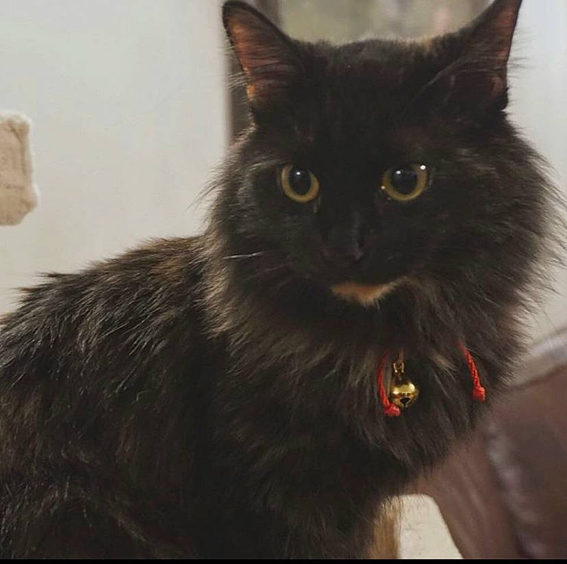 Akane is registered to the contest to win money with this photo: asian, asian_semi_longhair, black_cat, bombay, british_semi_longhair, carnivore, cat, domestic_long_haired_cat, domestic_short_haired_cat, eye, felidae, fur, mammal, nebelung, persian, small_to_medium_sized_cats, snout, tail, whiskers