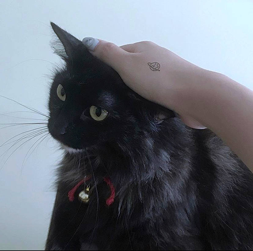 Akane is registered to the contest to win money with this photo: asian_semi_longhair, black, black_cat, bombay, carnivore, cat, claw, domestic_long_haired_cat, felidae, fur, mammal, small_to_medium_sized_cats, snout, whiskers