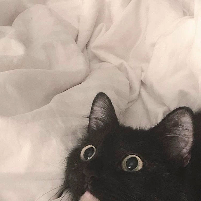 Akane is registered to the contest to win money with this photo: asian, black_cat, burmese, carnivore, cat, domestic_long_haired_cat, ear, eye, felidae, fur, kitten, small_to_medium_sized_cats, tail, whiskers, white
