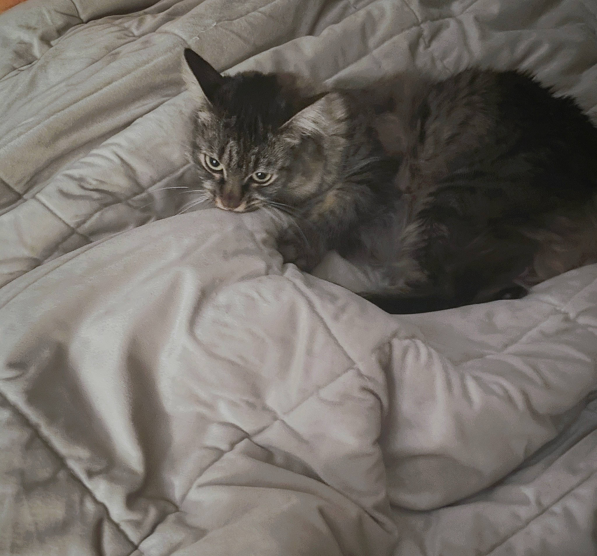 Asami is registered to the contest to win money with this photo: asian, bed_sheet, british_semi_longhair, carnivore, cat, comfort, domestic_long_haired_cat, domestic_short_haired_cat, dragon_li, european_shorthair, felidae, fur, kitten, linens, maine_coon, norwegian_forest_cat, small_to_medium_sized_cats, tabby_cat, whiskers