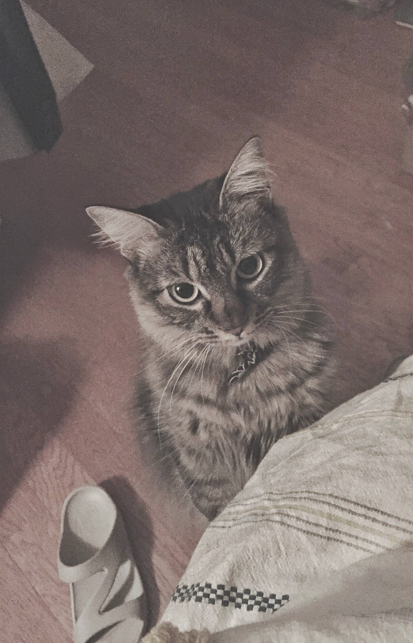 Asami is registered to the contest to win money with this photo: asian, black_and_white, carnivore, cat, domestic_short_haired_cat, dragon_li, european_shorthair, felidae, kitten, maine_coon, small_to_medium_sized_cats, tabby_cat, whiskers