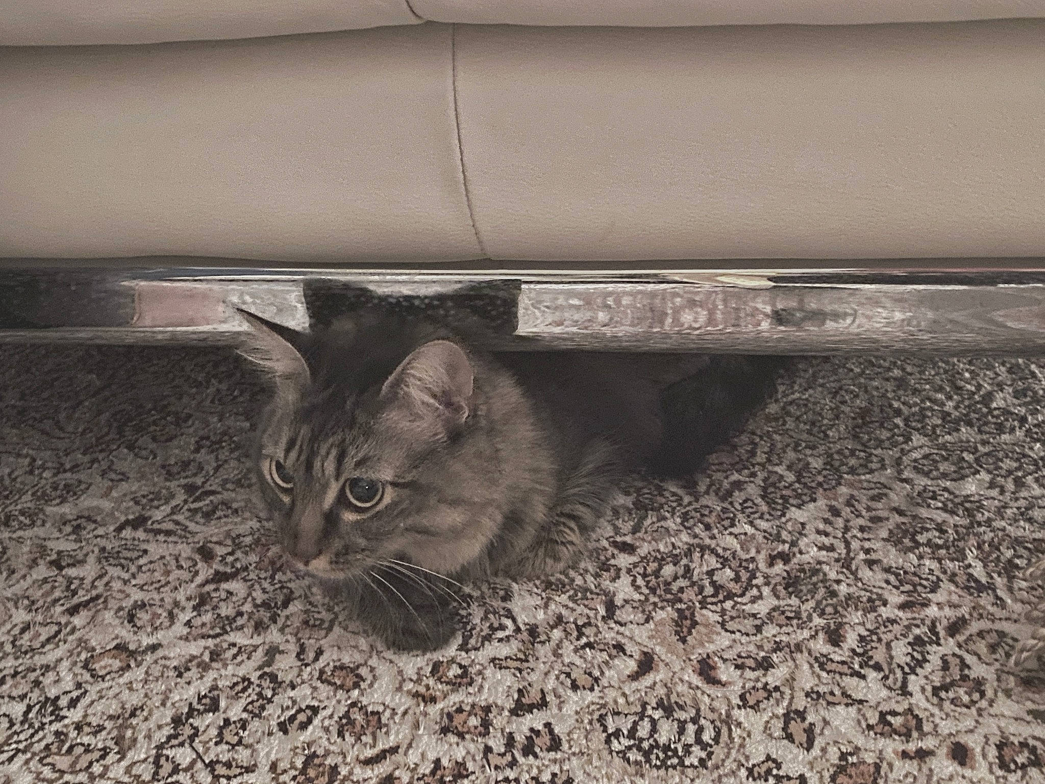 Asami is registered to the contest to win money with this photo: american_shorthair, asian, bengal, black_and_white, carnivore, cat, domestic_short_haired_cat, dragon_li, european_shorthair, felidae, floor, flooring, fur, kitten, small_to_medium_sized_cats, tabby_cat, whiskers