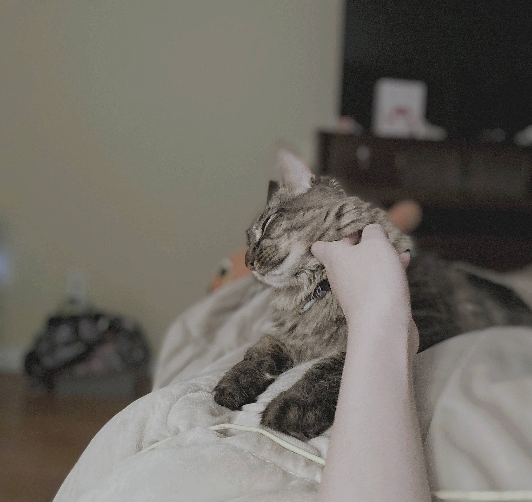 Asami joined the competition — help win amazing prizes! american_shorthair, carnivore, cat, comfort, domestic_short_haired_cat, ear, european_shorthair, felidae, fur, hand, joint, kitten, long_hair, norwegian_forest_cat, room, shoulder, skin, small_to_medium_sized_cats, tabby_cat, whiskers
