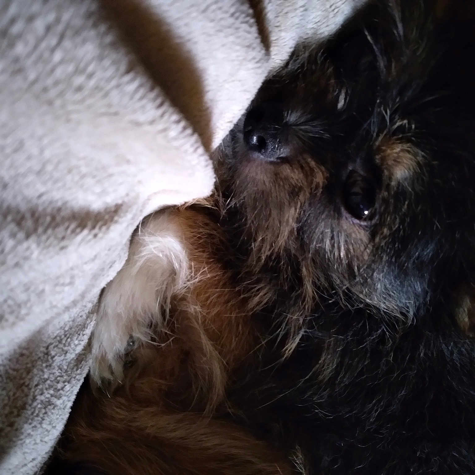 Pup Kozee