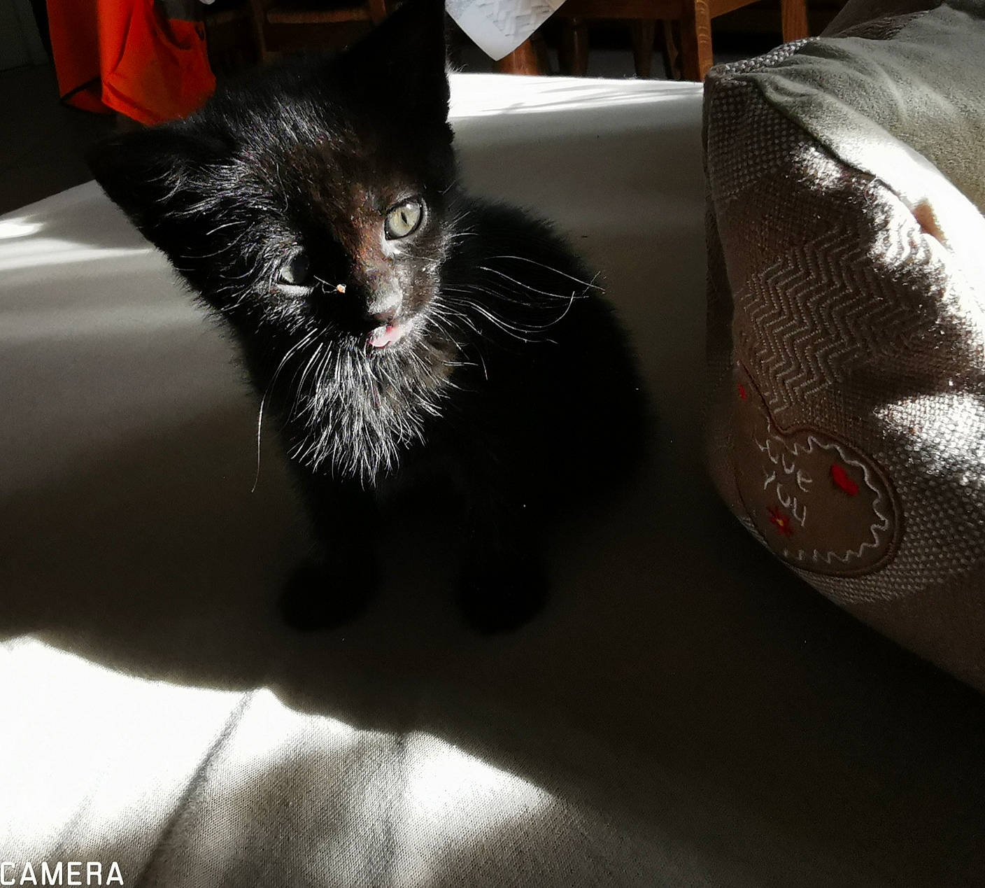 Pepsie participe au concours pour gagner de l'argent avec cette photo : asian, black, black_cat, carnivore, cat, claw, domestic_short_haired_cat, ear, felidae, fur, kitten, lap, leg, room, small_to_medium_sized_cats, tail, whiskers