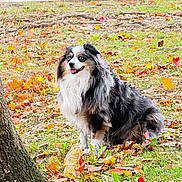 Freya joined the competition — help win amazing prizes! australian_shepherd, autumn, background, blue_eyes, canine, colorful, daylight, dog, fallen_leaves, fur, grass, happy, nature, outdoor, park, pet, sitting, tongue_out, tree_trunk, vehicle