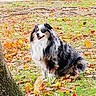 australian_shepherd, autumn, background, blue_eyes, canine, colorful, daylight, dog, fallen_leaves, fur, grass, happy, nature, outdoor, park, pet, sitting, tongue_out, tree_trunk, vehicle