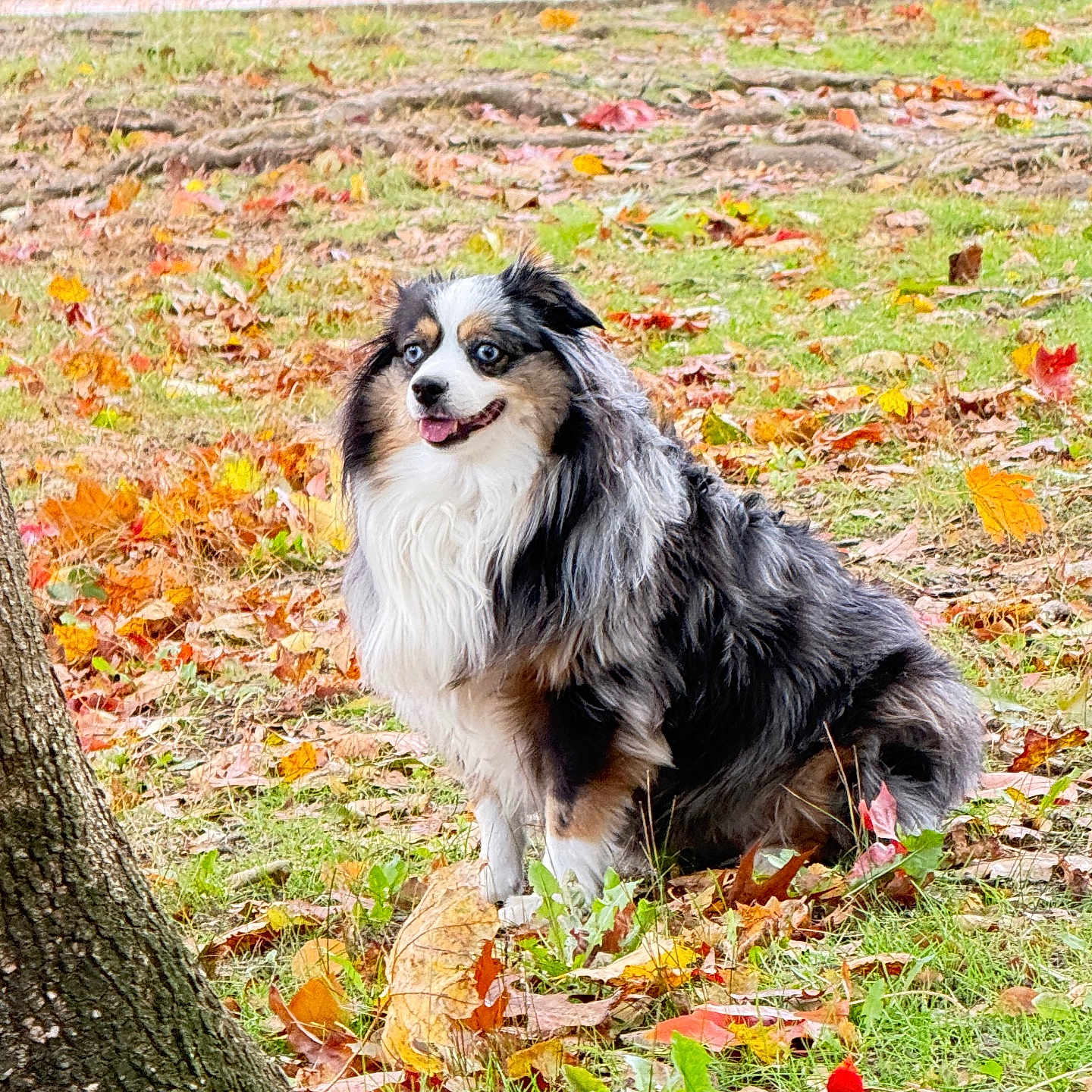 Freya