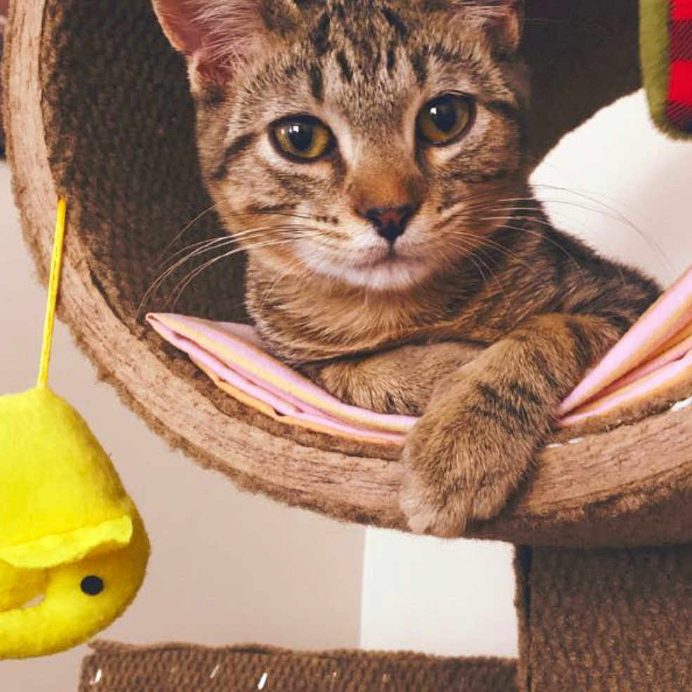Tiggy joined the competition — help win amazing prizes! abyssinian, angora, animal, basket, cat, chair, couch, cushion, egyptiancat, food, fruit, furniture, homedecor, kitten, manx, pear, person, pet, plant, produce