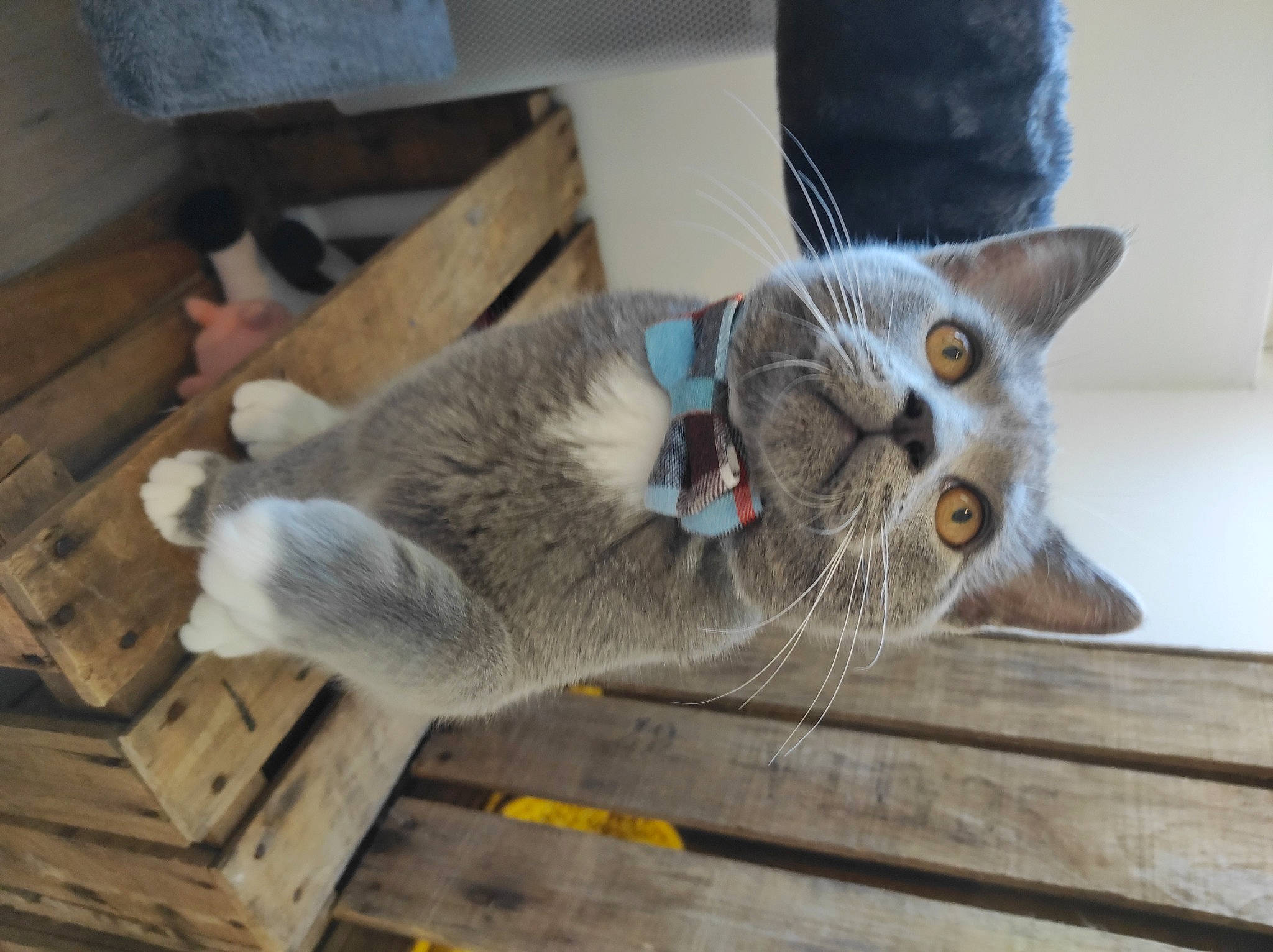 Kiri participe au concours pour gagner de l'argent avec cette photo : carnivore, cat, cat_furniture, claw, collar, domestic_short_haired_cat, fawn, felidae, fur, grey, hardwood, paw, pet_supply, small_to_medium_sized_cats, tail, thai, whiskers, wood